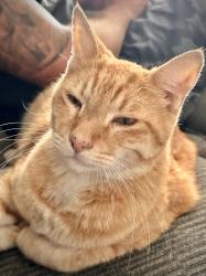 Found/Stray Male Cat last seen Kiwanis Park, Tempe, AZ 85283