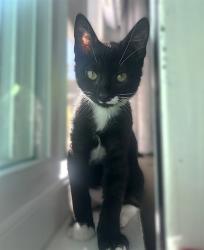 Shelter Stray Male Cat last seen FRANKLIN BLVD & C PKWY, 2127 Front St, Sacramento, CA 95818, USA