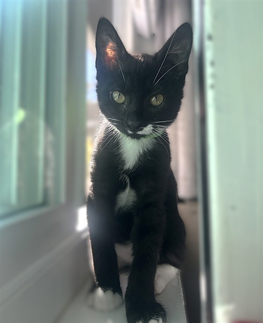 Shelter Stray Male Cat last seen FRANKLIN BLVD & C PKWY, 2127 Front St, Sacramento, CA 95818, USA