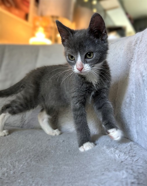 Shelter Stray Female Cat last seen FRANKLIN BLVD & C PKWY, 2127 Front St, Sacramento, CA 95818, USA