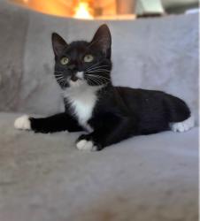 Shelter Stray Female Cat last seen ELVAS AVE & J ST, 2127 Front St, Sacramento, CA 95818, USA