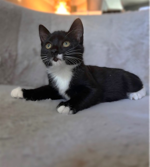Shelter Stray Female Cat last seen ELVAS AVE & J ST, 2127 Front St, Sacramento, CA 95818, USA