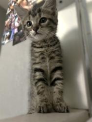 Shelter Stray Male Cat last seen SUTTERVILLE BYP & 24TH ST, 2127 Front St, Sacramento, CA 95818, USA