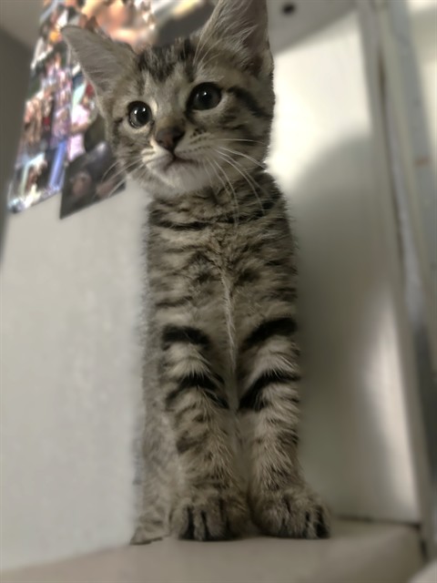 Shelter Stray Male Cat last seen SUTTERVILLE BYP & 24TH ST, 2127 Front St, Sacramento, CA 95818, USA