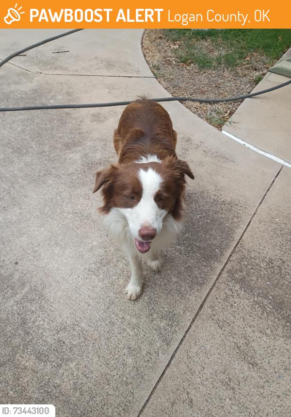 Found/Stray Male Dog last seen Off Sooner Rd, north if Simmons Rd, Logan County, OK 73034