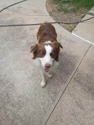 Found/Stray Male Dog last seen Off Sooner Rd, north if Simmons Rd, Logan County, OK 73034