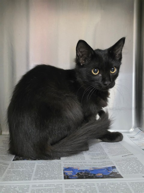 Shelter Stray Male Cat last seen ST PAUL, 4850 Mid Rivers Mall Dr, St Peters, MO 63376, USA