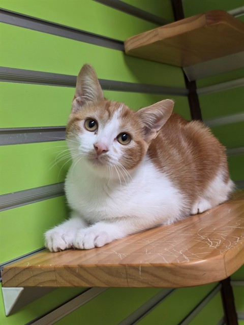 Shelter Stray Female Cat last seen ST PAUL, 4850 Mid Rivers Mall Dr, St Peters, MO 63376, USA