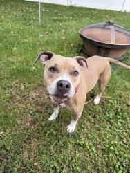 Reunited Female Dog last seen Pottstown PA, Pottstown, PA 19464