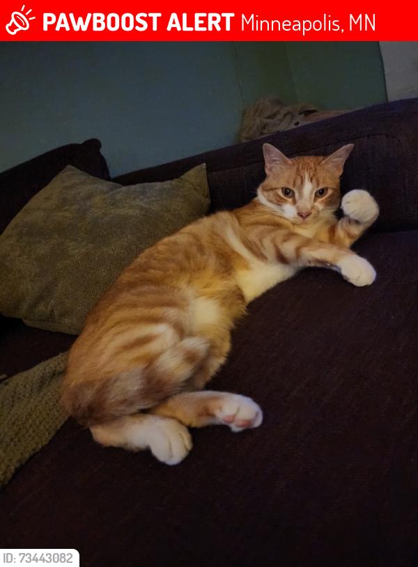 Lost Male Cat last seen Oakland Ave and 43rd St, Minneapolis, MN 55407
