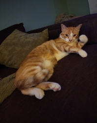 Lost Male Cat last seen Oakland Ave and 43rd St, Minneapolis, MN 55407