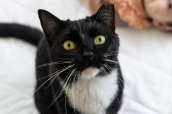 Reunited Male Cat last seen Our hse by Cross Pizza, Hellertown, PA 18055