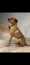 Lost Male Dog last seen Fuller rd between 401 and Pete smith, Louisburg, NC 27549