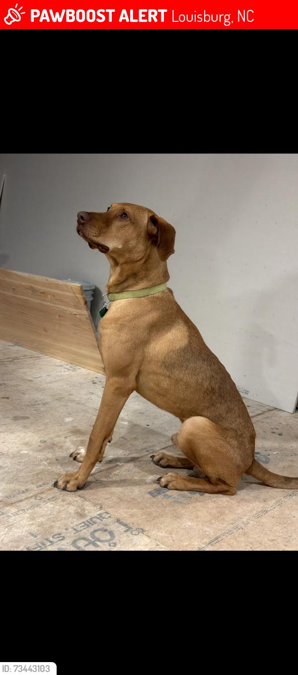Lost Male Dog last seen Fuller rd between 401 and Pete smith, Louisburg, NC 27549