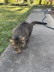 Found/Stray Female Cat last seen Near Taylor street, Chapel Hill, NC 27514