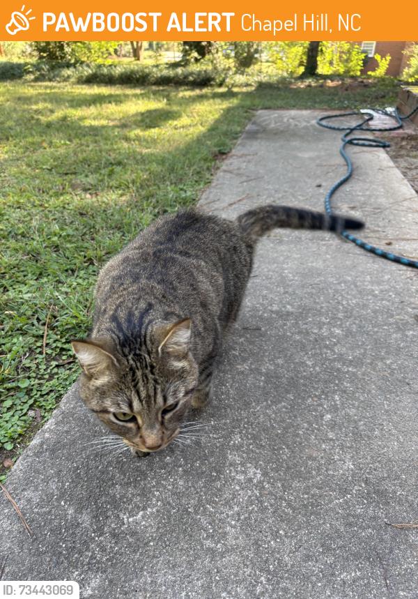 Found/Stray Female Cat last seen Near Taylor street, Chapel Hill, NC 27514