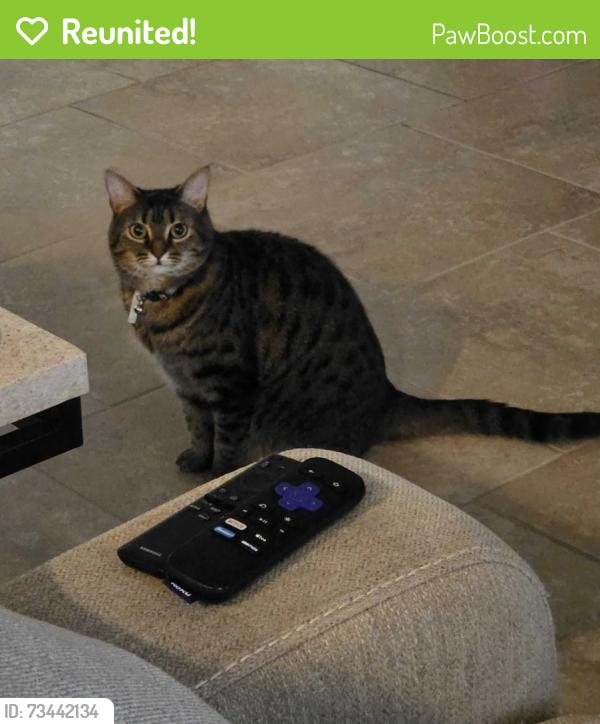 Reunited Female Cat last seen On the street of Holly Oak blvd, behind the hses in the wooded area/field, DeLand, FL 32724
