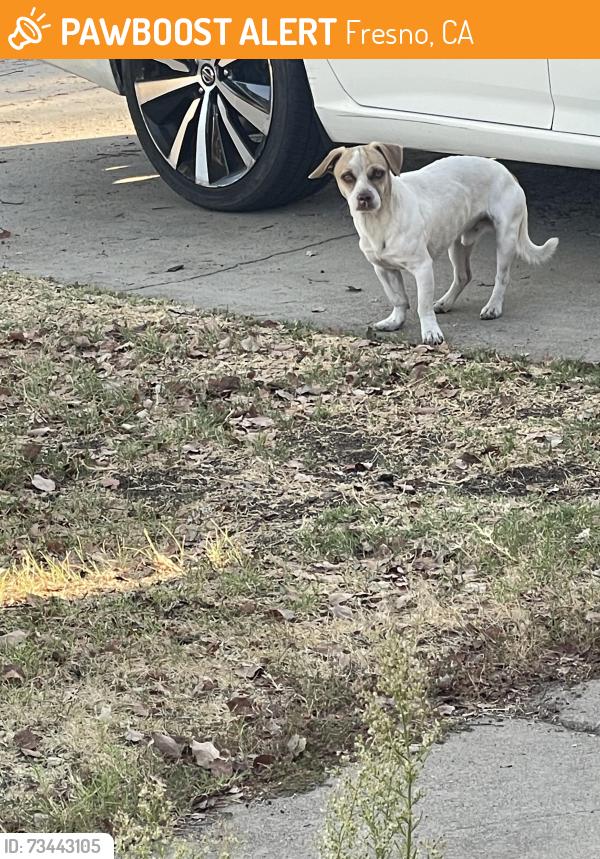 Found/Stray Male Dog last seen Ashland and Millbrook, Fresno, CA 93726