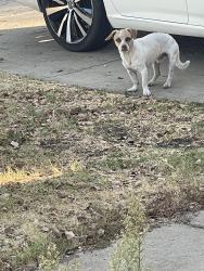 Found/Stray Male Dog last seen Ashland and Millbrook, Fresno, CA 93726