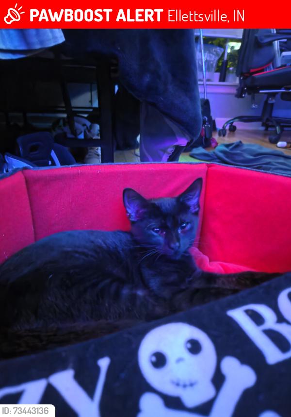 Lost Female Cat last seen Nort Langley Drive, Ellettsville, IN 47404