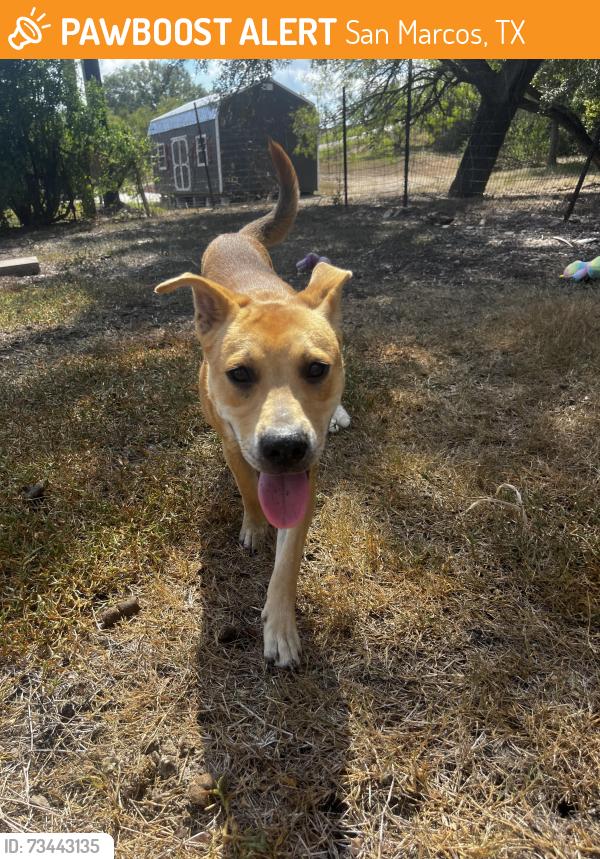 Found/Stray Male Dog last seen Texaco on TX-123 and Ridge Dr, San Marcos, TX 78666