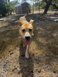 Found/Stray Male Dog last seen Texaco on TX-123 and Ridge Dr, San Marcos, TX 78666