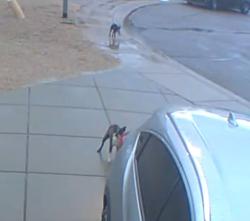 Reunited Male Dog last seen 35th Ave and Beardsley, Glendale, AZ 85308