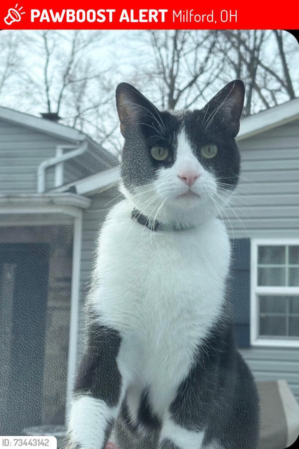 Lost Male Cat last seen Wade Road, Finch Lane, Winchester Drive, Milford, OH 45150