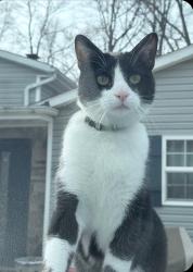 Lost Male Cat last seen Wade Road, Finch Lane, Winchester Drive, Milford, OH 45150