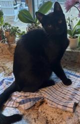Reunited Male Cat last seen Bury cir and windsor drive, Thousand Oaks, CA 91360