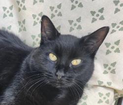 Lost Male Cat last seen 4th/Main & Michigan, Centuria, WI; near St. John's Lutheran Church, Centuria, WI 54824
