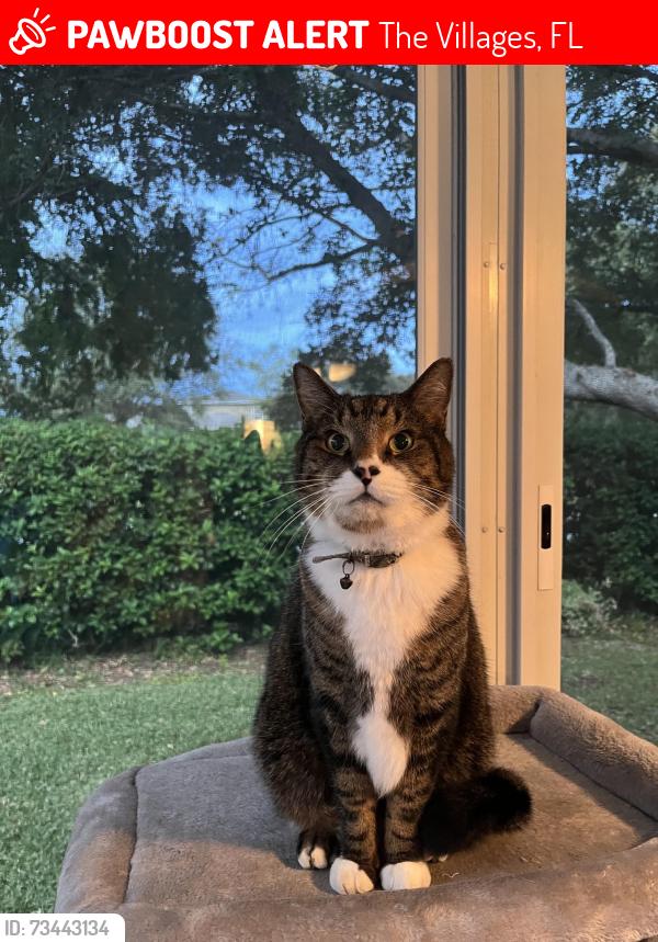 Lost Female Cat last seen Village of Summerhill, The Villages, FL 32162