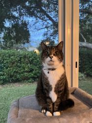 Lost Female Cat last seen Village of Summerhill, The Villages, FL 32162