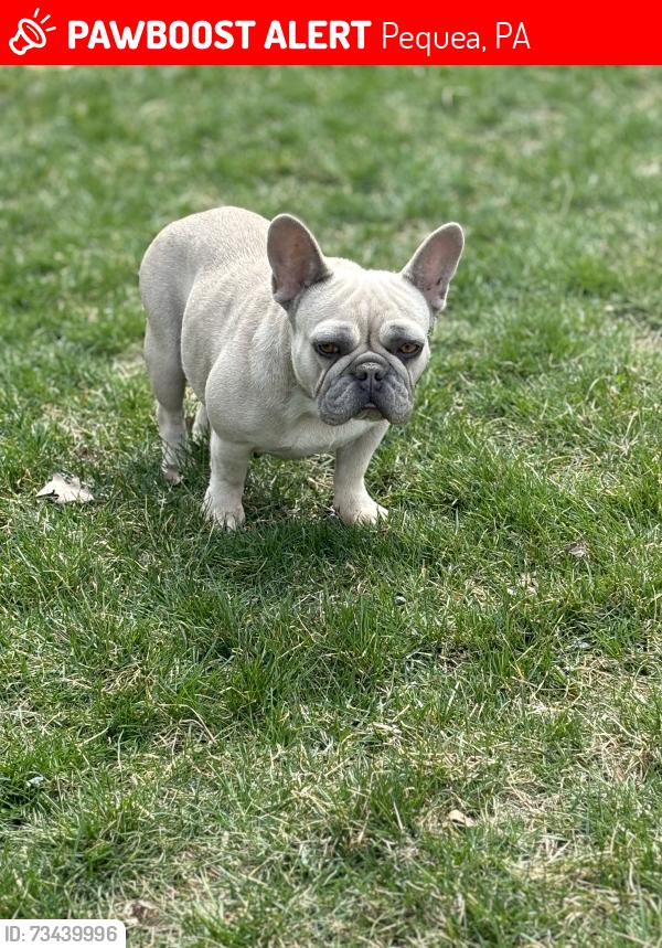 Lost Female Dog last seen Steinman Farm Road and Red Hill Road, Pequea, PA 17565