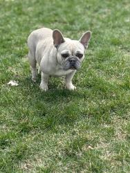 Lost Female Dog last seen Steinman Farm Road and Red Hill Road, Pequea, PA 17565