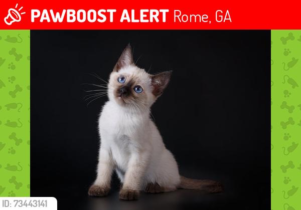 Lost Male Cat last seen Addington rd. Wilma rd., Rome, GA 30165