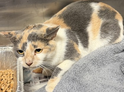 Shelter Stray Female Cat last seen Near W Hill St, 30021, GA, 3280 Chamblee Dunwoody Rd, Chamblee, GA 30341, USA