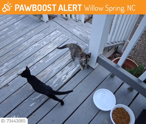 Found/Stray Female Cat last seen Near Two Claude Road Willow Springs. nC 27592, Willow Spring, NC 27592