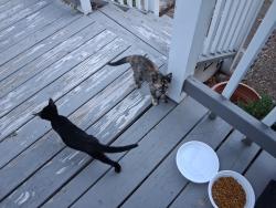 Found/Stray Female Cat last seen Near Two Claude Road Willow Springs. nC 27592, Willow Spring, NC 27592