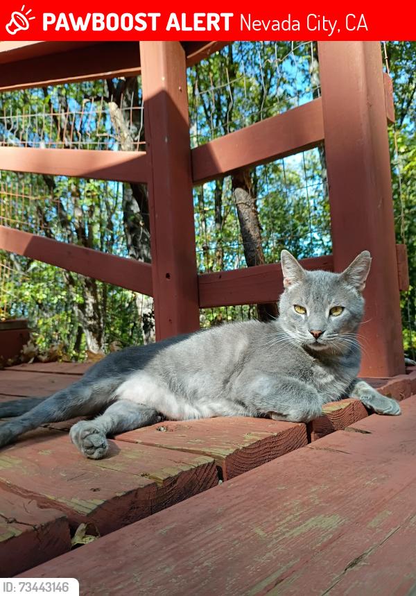 Lost Male Cat last seen Bittney Springs rd, Nevada City, CA 95959