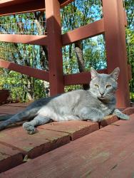 Lost Male Cat last seen Bittney Springs rd, Nevada City, CA 95959