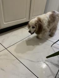 Found/Stray Unknown Dog last seen Ironwood Ave and Pigeon Pass Rd, Moreno Valley, CA 92557