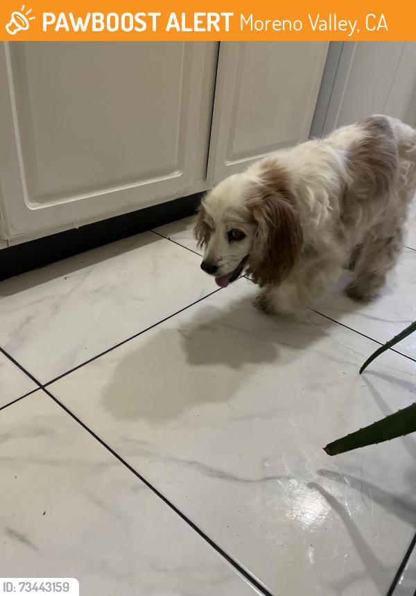 Found/Stray Unknown Dog last seen Ironwood Ave and Pigeon Pass Rd, Moreno Valley, CA 92557