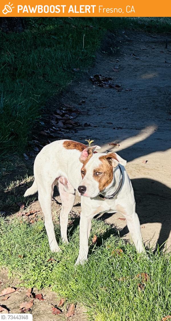 Found/Stray Male Dog last seen Olive & Willow, Fresno, CA 93727