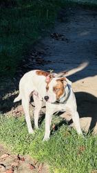 Found/Stray Male Dog last seen Olive & Willow, Fresno, CA 93727