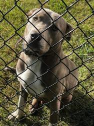 Reunited Male Dog last seen Browning Road and Everett Mountain, Browning Rd, GA 30153