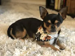 Reunited Female Dog last seen PARADISE VALLEY @CORAL RIDGE, Houston, TX 77069