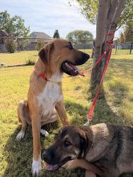 Found/Stray Female Dog last seen Lake Stanley Draper, Oklahoma City, OK 73165