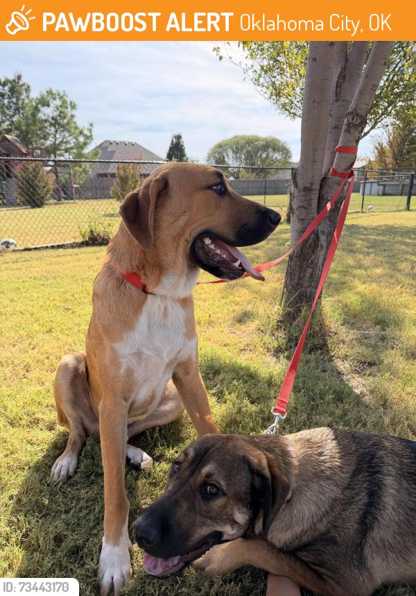 Found/Stray Female Dog last seen Lake Stanley Draper, Oklahoma City, OK 73165