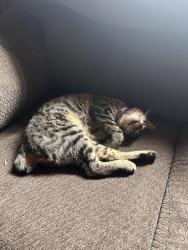 Lost Female Cat last seen Cemetery Rd/Bedias Dr, Bedias, TX 77831
